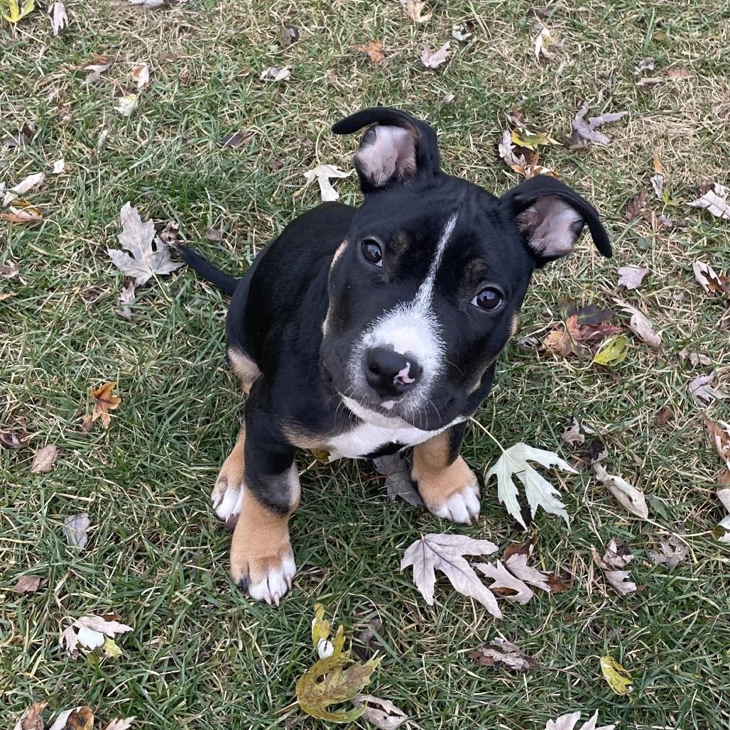 Milo, a Adoptable mixed breed in Northville, MI image 2/4