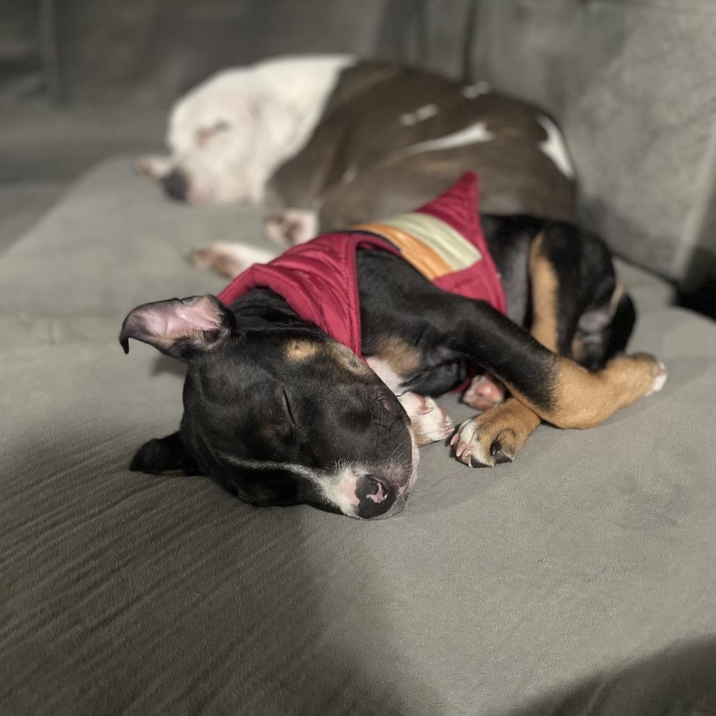 Milo, a Adoptable mixed breed in Northville, MI image 3/4