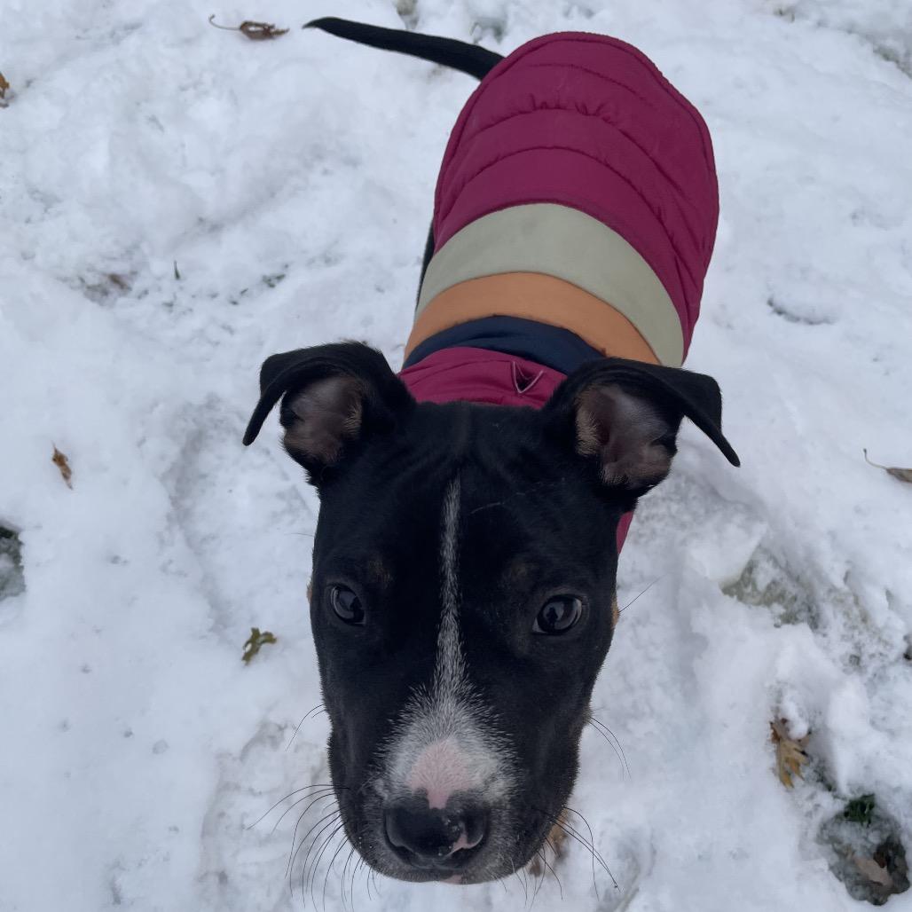 Milo, a Adoptable mixed breed in Northville, MI image 4/4