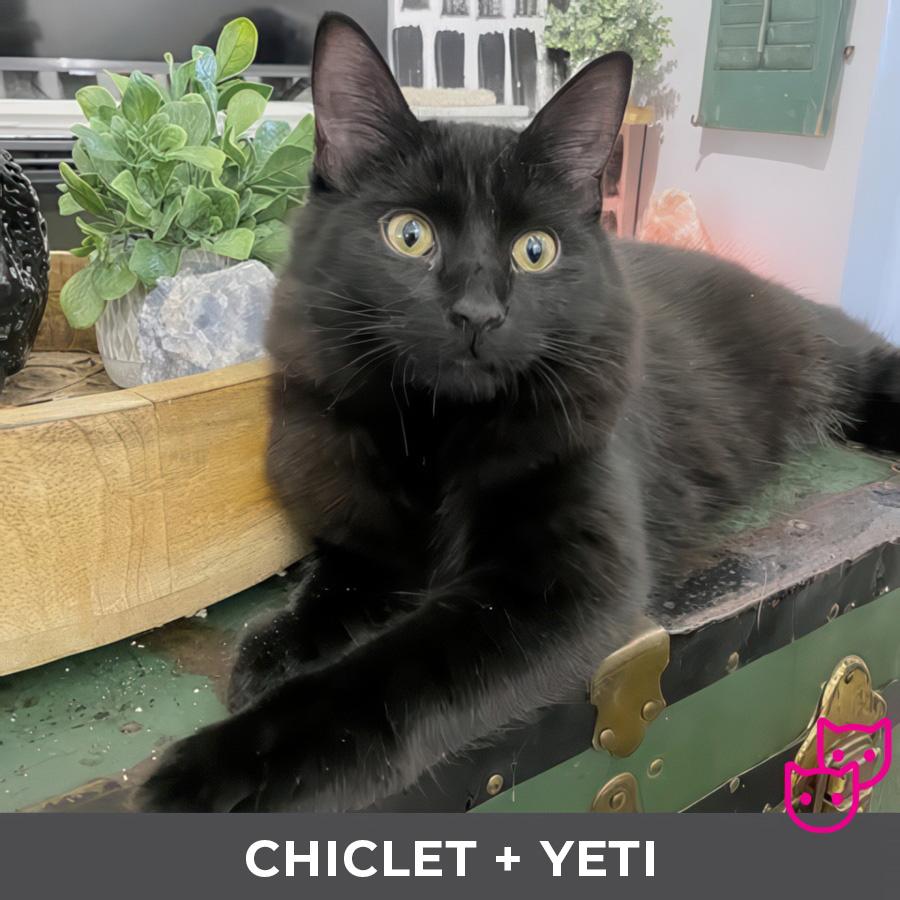 Enlarge Chiclet (bonded with Yeti), a Adoptable Domestic Short Hair in Etobicoke, ON image 1/4