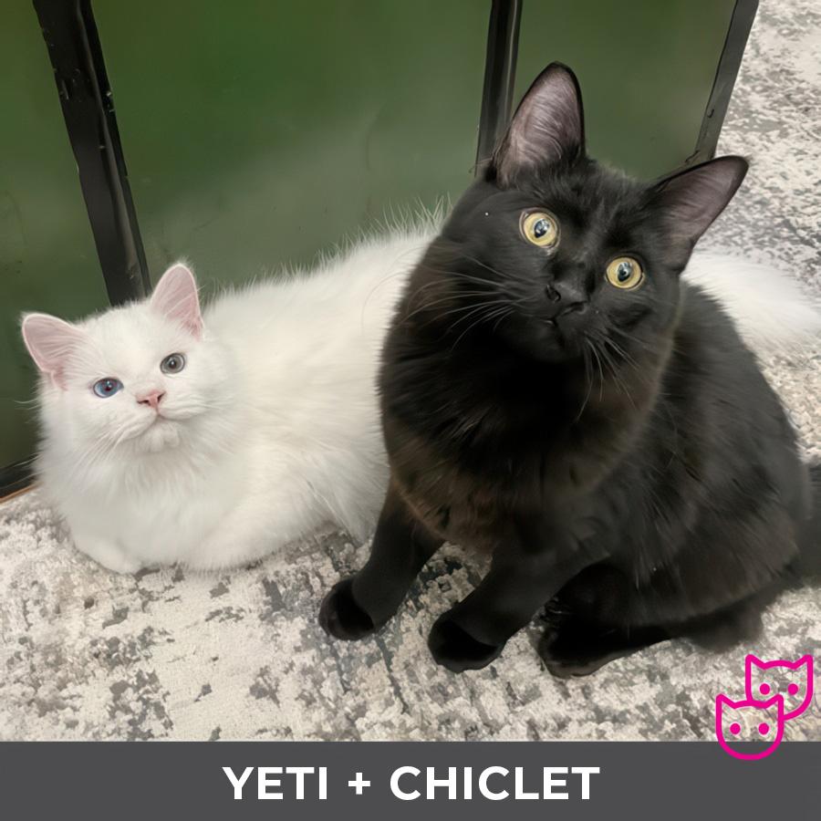 Enlarge Chiclet (bonded with Yeti), a Adoptable Domestic Short Hair in Etobicoke, ON image 4/4