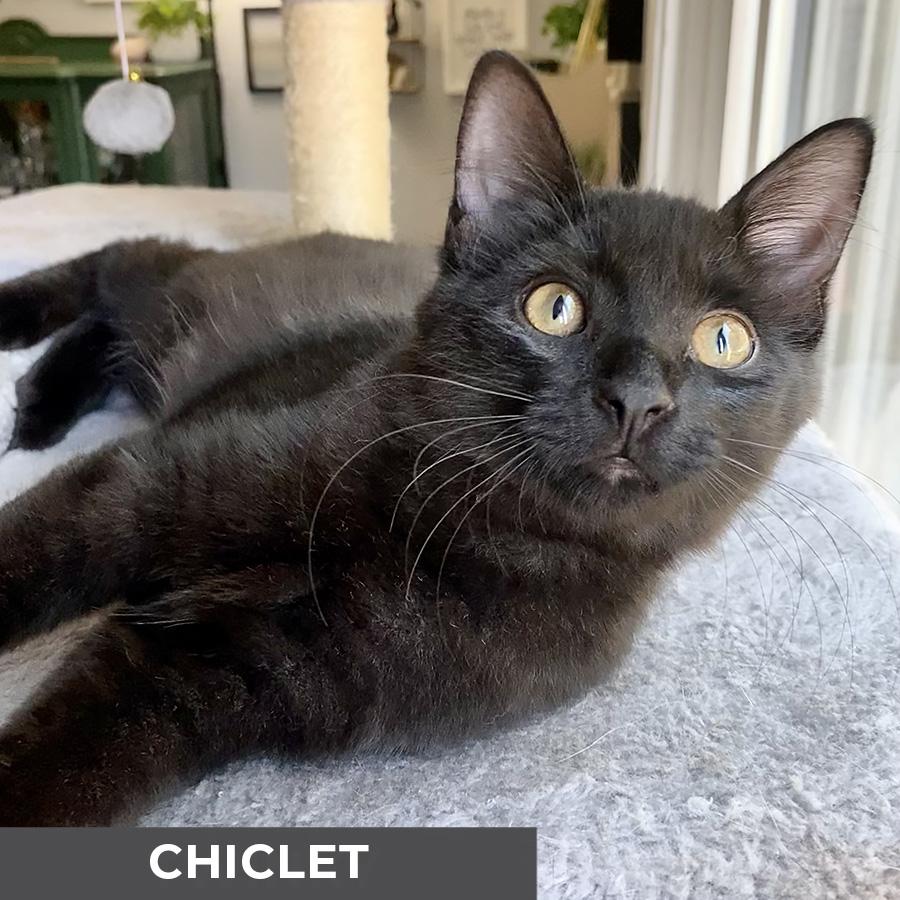 Enlarge Chiclet, a Adoptable Domestic Short Hair in Etobicoke, ON image 1/1