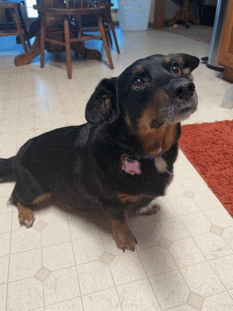 Enlarge Rory, a Adoptable mixed breed in Topeka, KS image 1/1