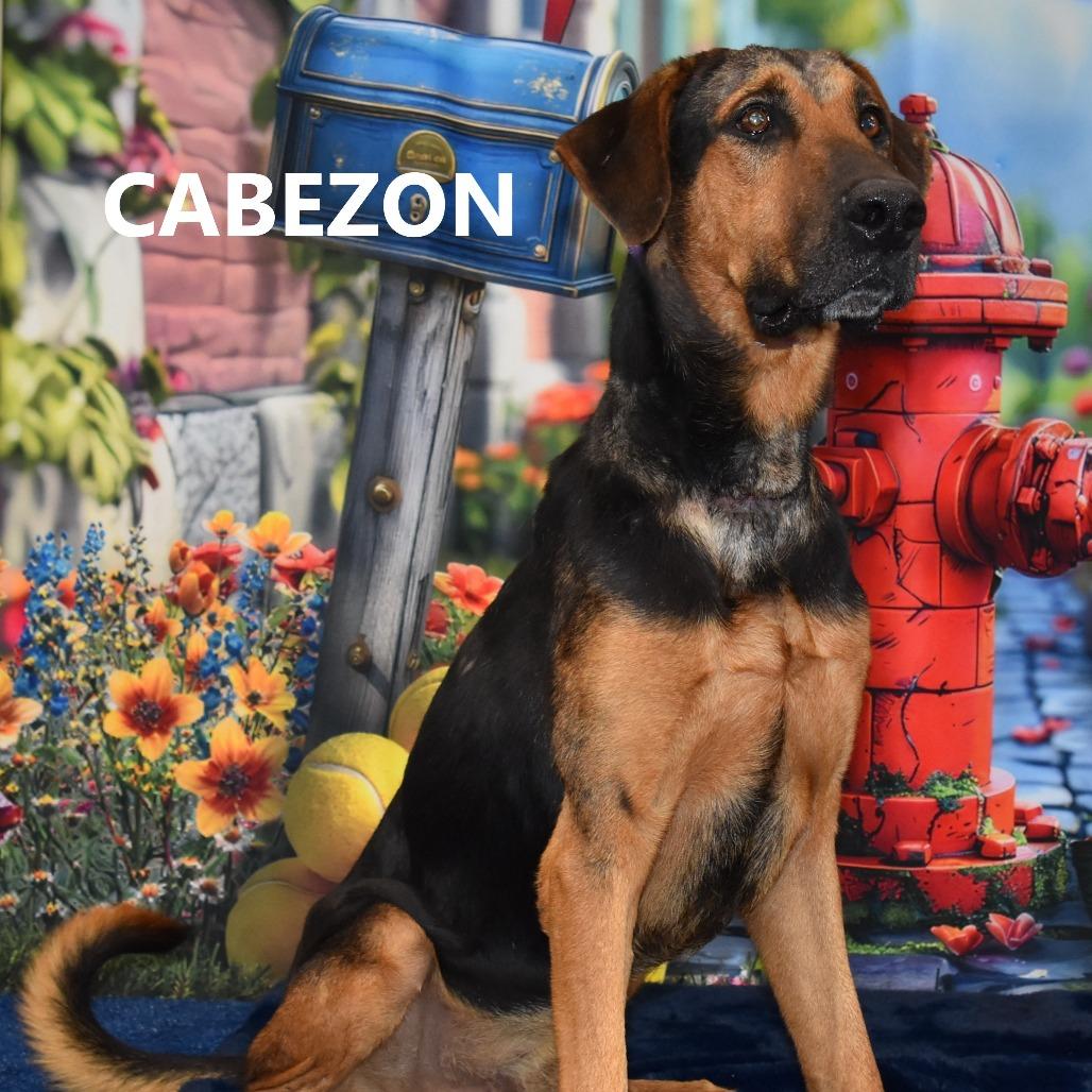 Enlarge Cabezon, a Adoptable mixed breed in Yuma, AZ image 1/5