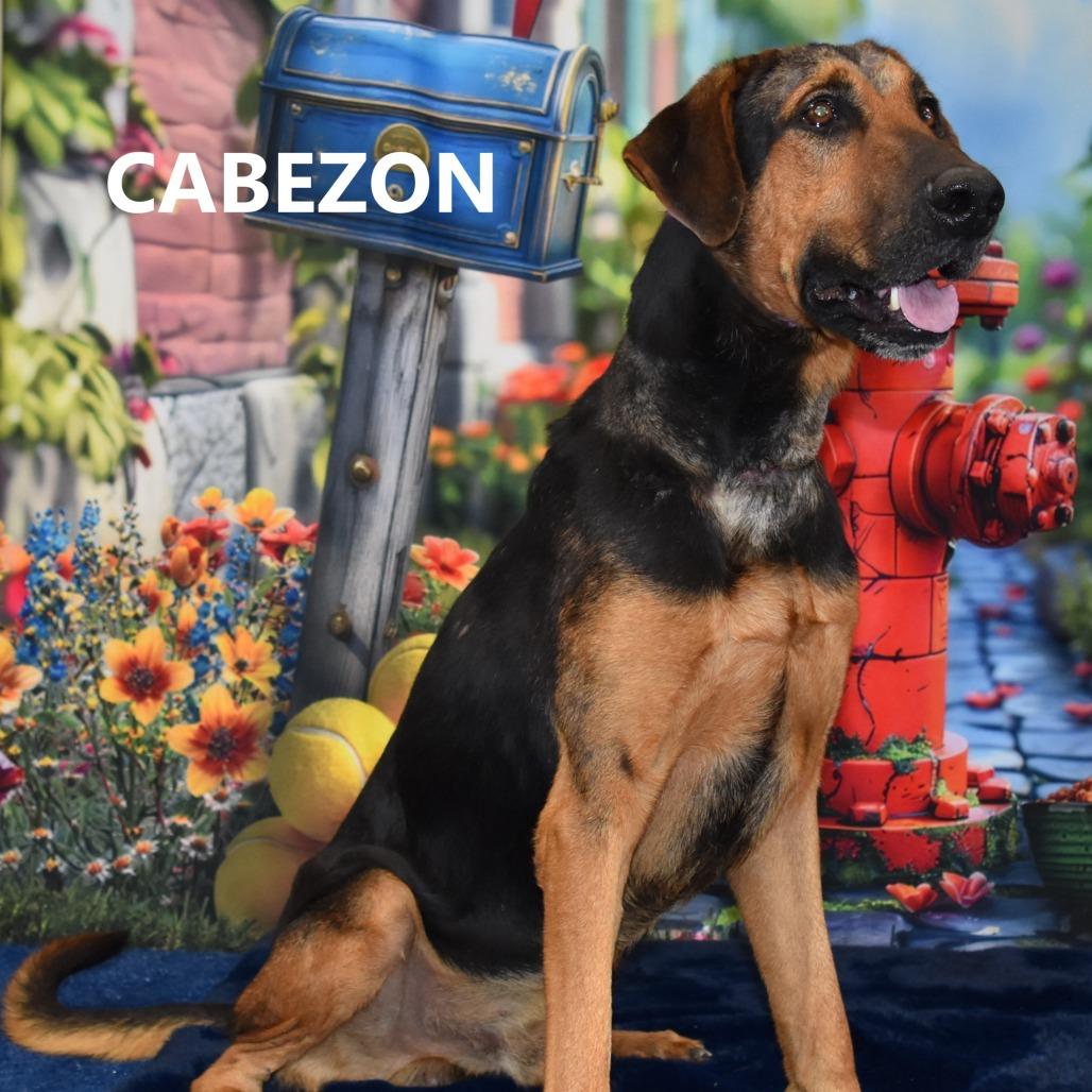 Enlarge Cabezon, a Adoptable mixed breed in Yuma, AZ image 2/5