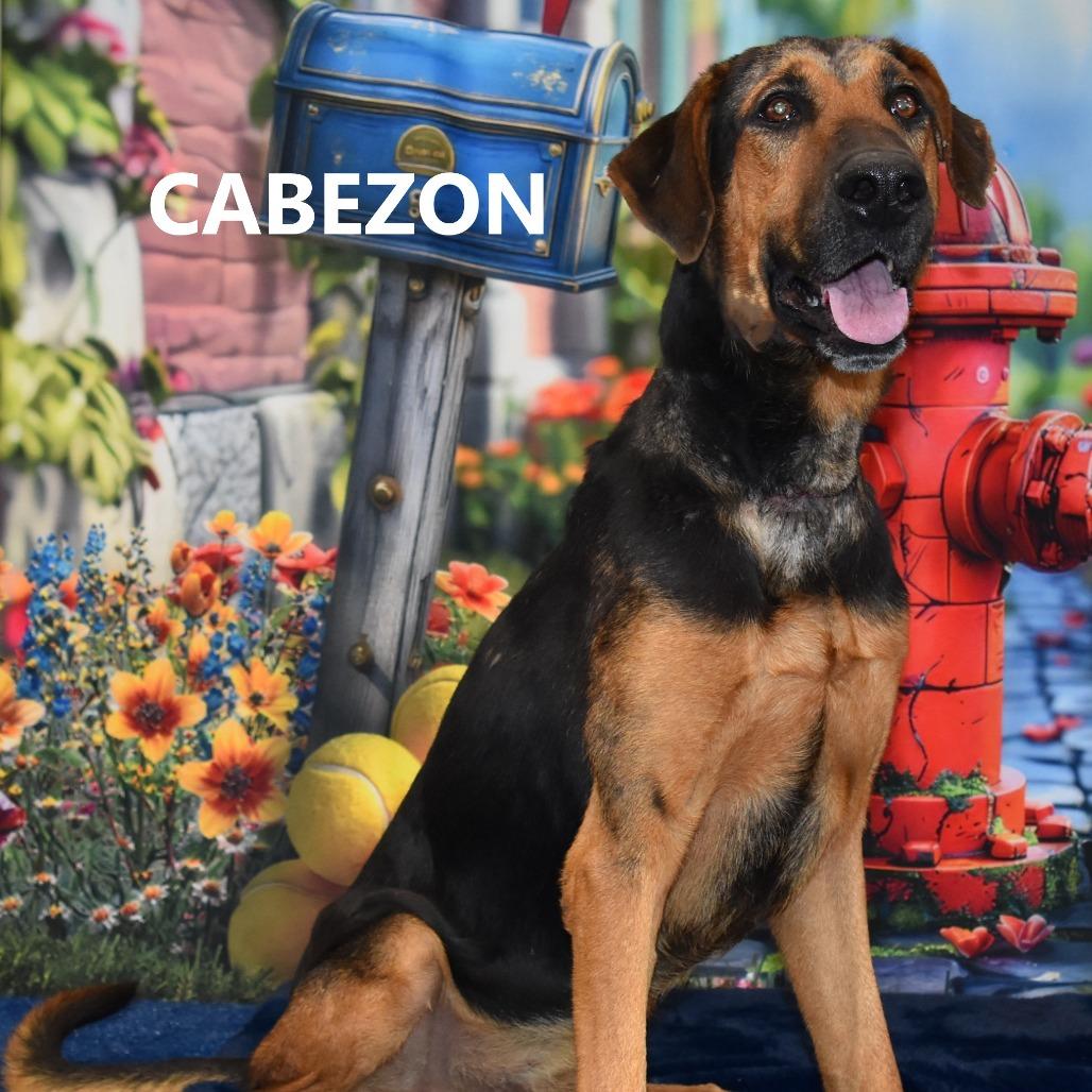 Enlarge Cabezon, a Adoptable mixed breed in Yuma, AZ image 3/5