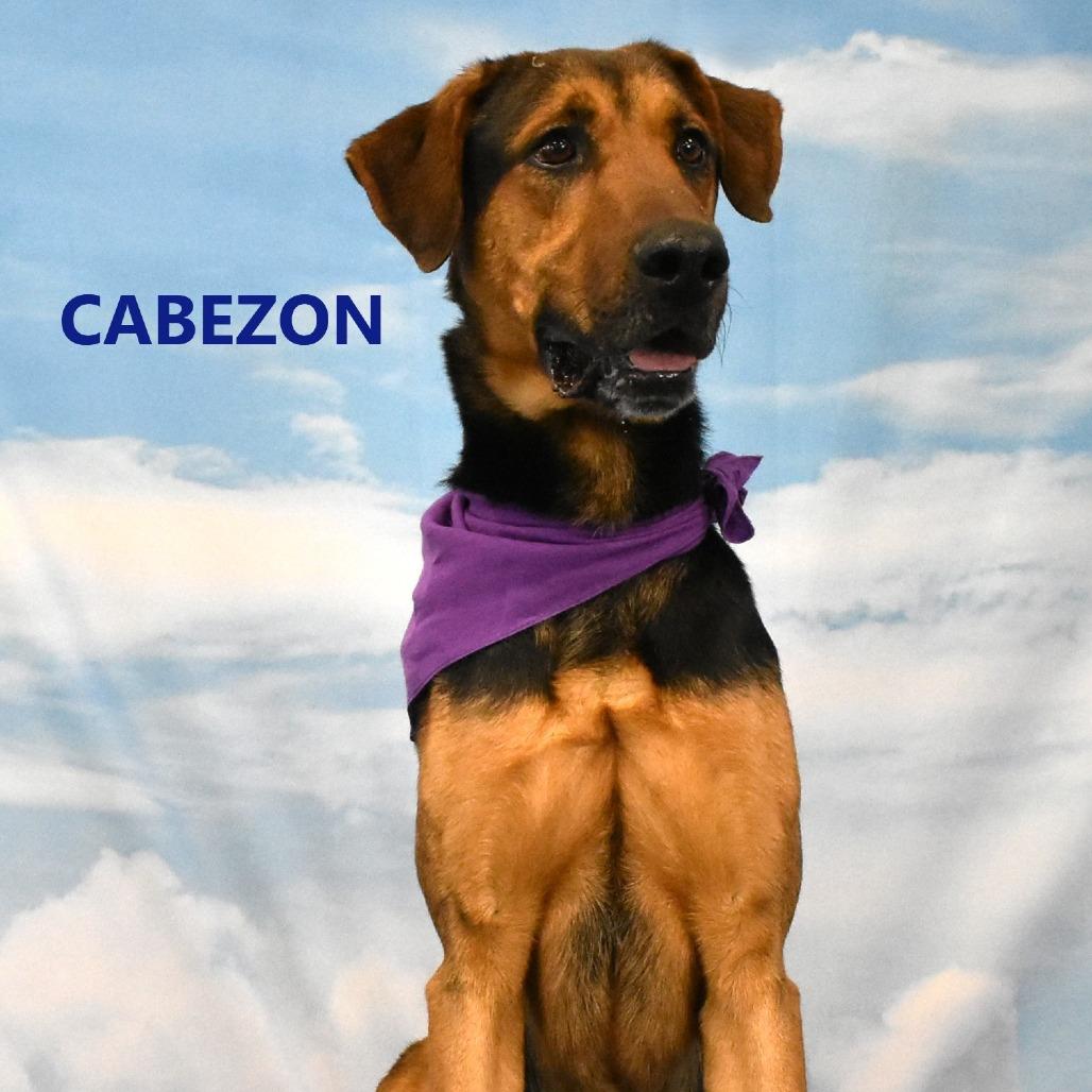 Enlarge Cabezon, a Adoptable mixed breed in Yuma, AZ image 4/5