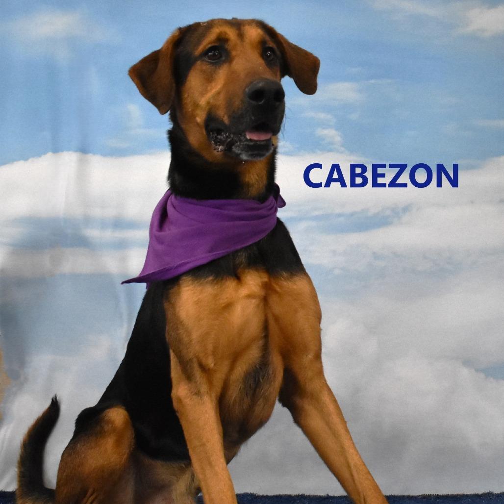 Enlarge Cabezon, a Adoptable mixed breed in Yuma, AZ image 5/5