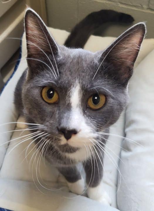 Argent, adopted, Young Male Domestic Short Hair.