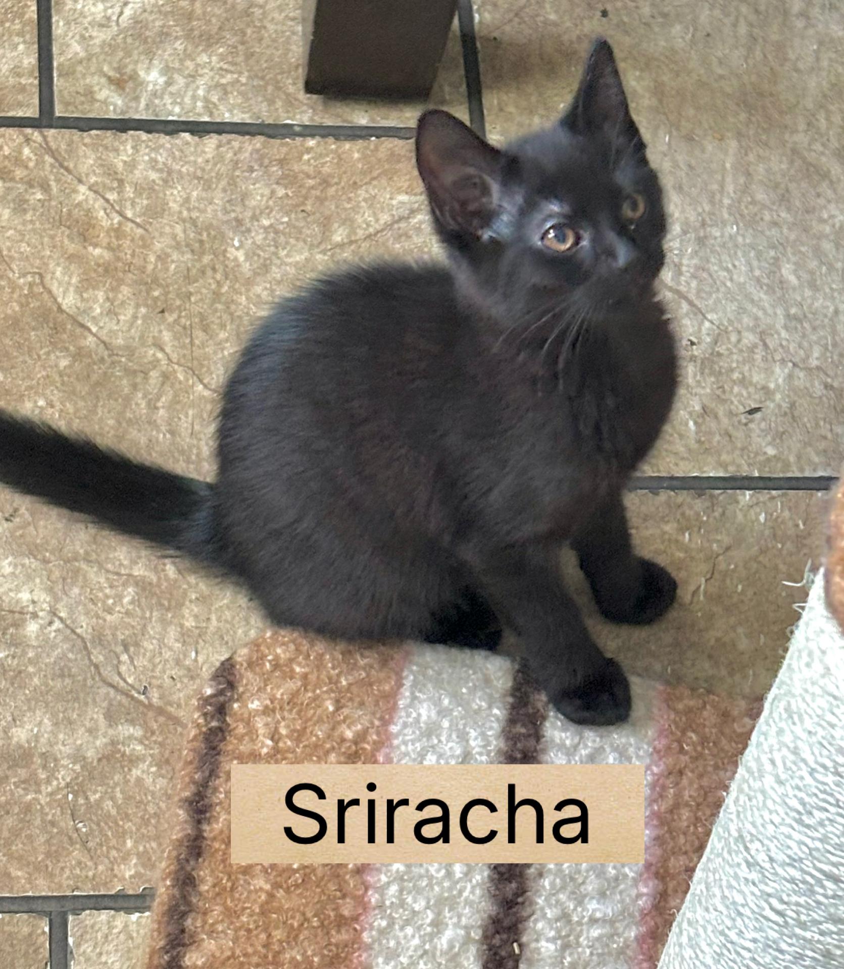 Sriracha, ADOPTABLE, Kitten Female Domestic Short Hair.