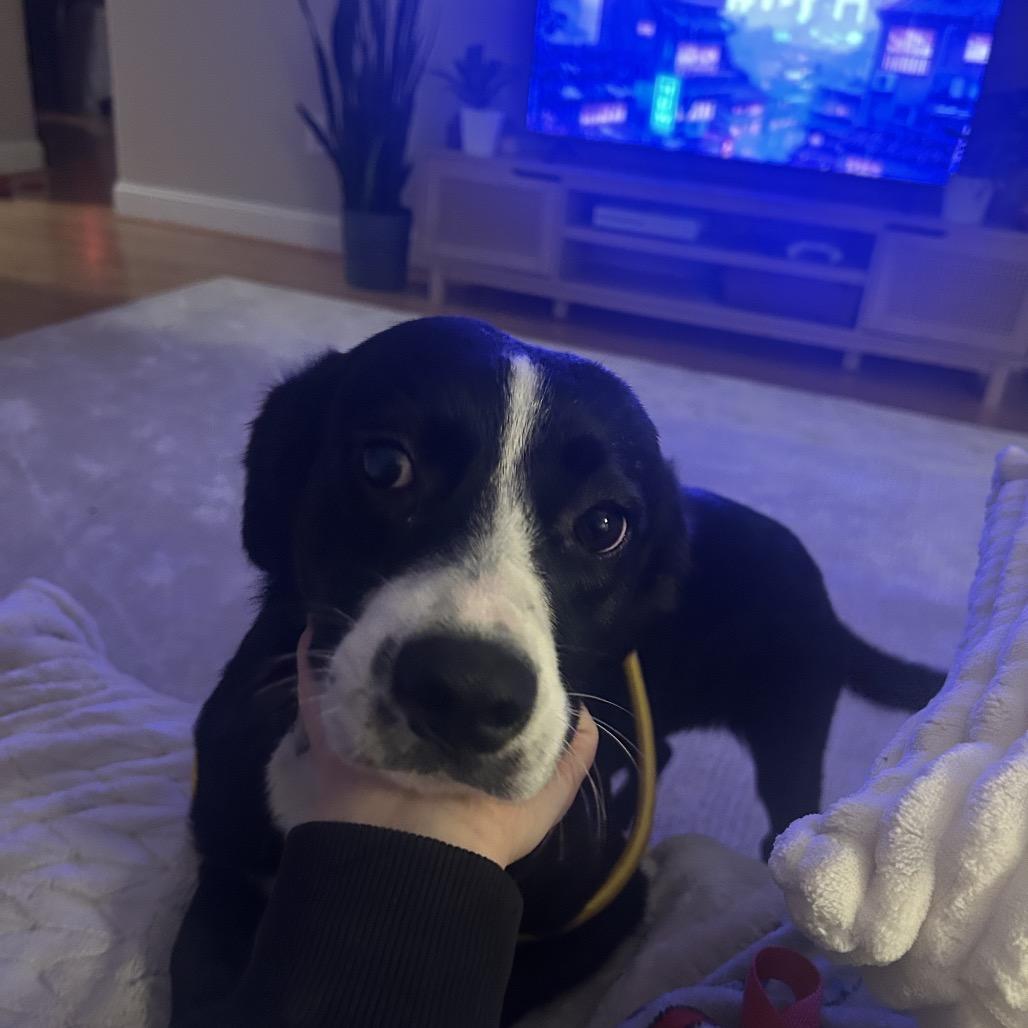 Boots *Adoption Pending*, Adoptable, Young Female Mixed Breed.