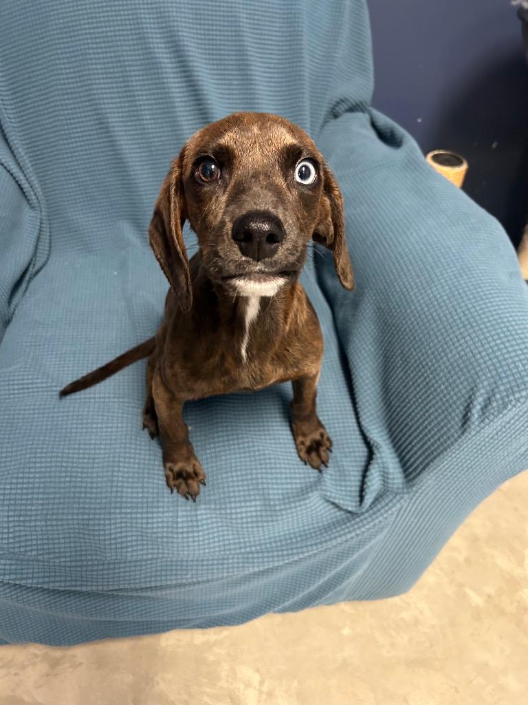 Enlarge Reggie, a Adopted mixed breed in Clinton, IL image 2/3