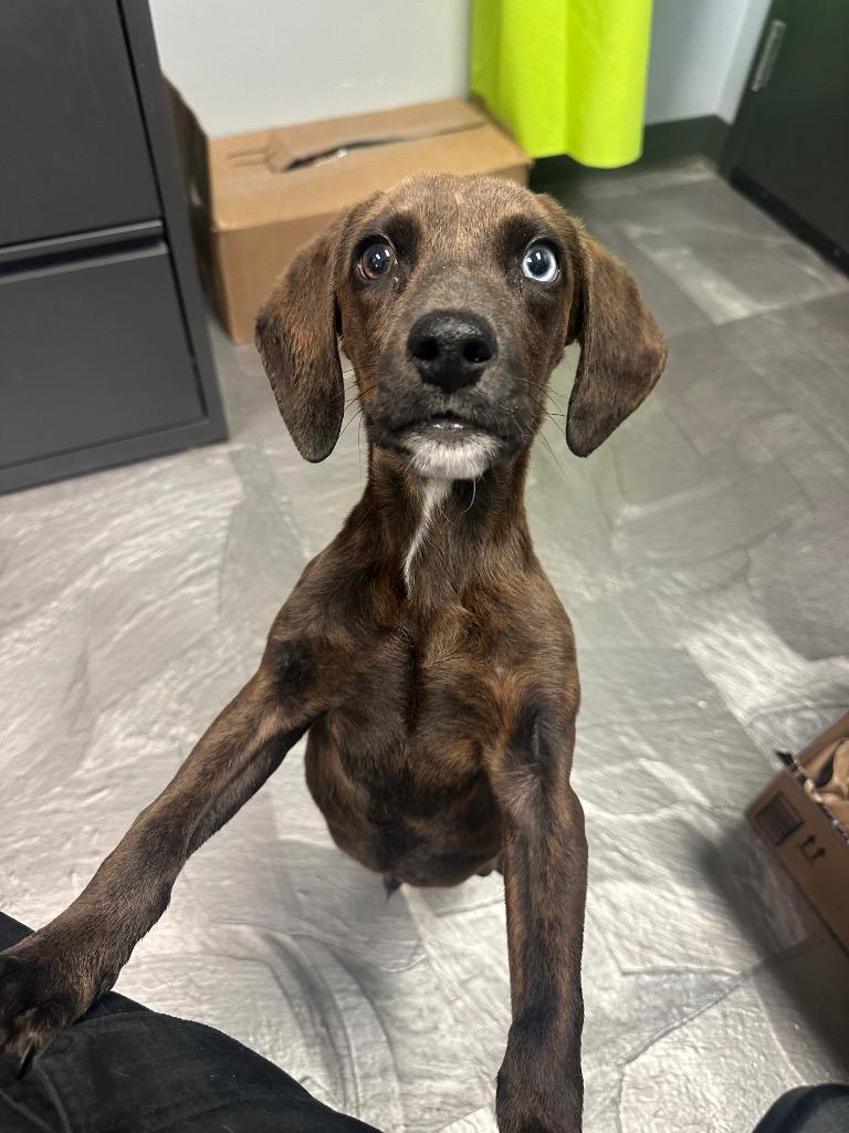 Enlarge Reggie, a Adopted mixed breed in Clinton, IL image 3/3