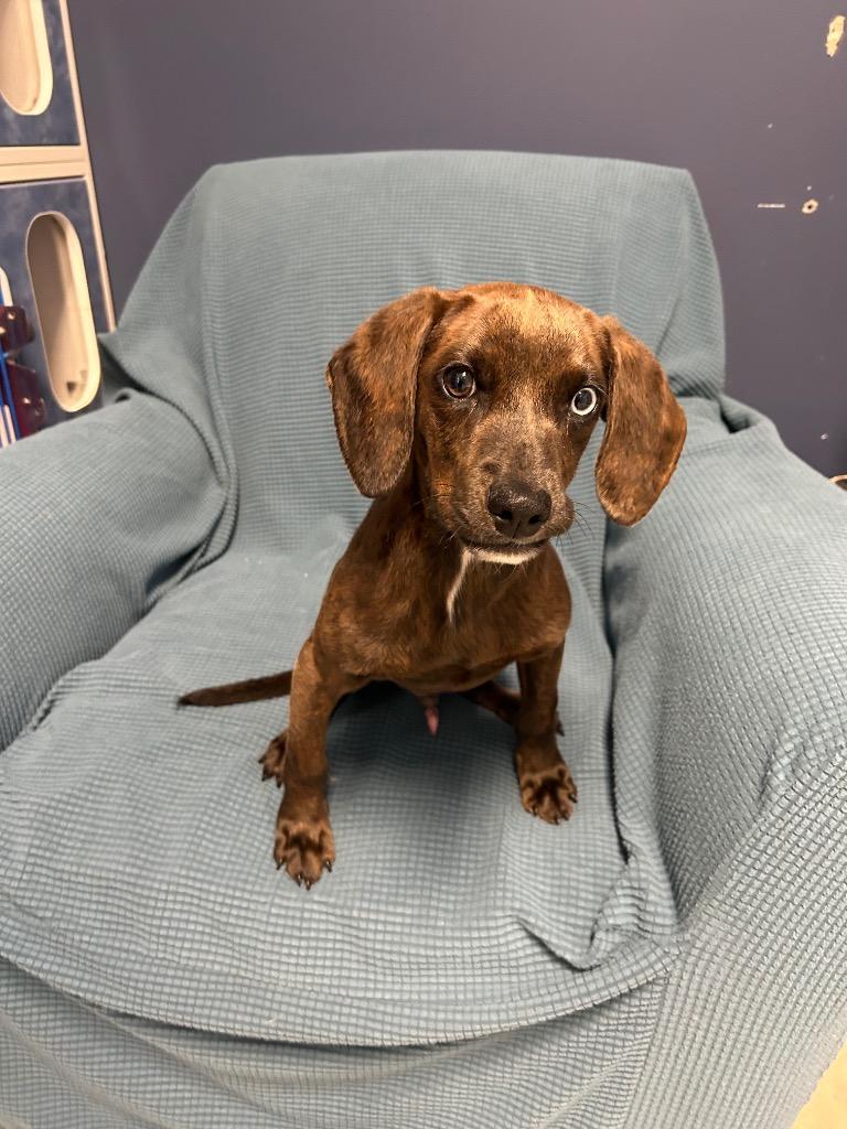 Enlarge Reggie, a Adopted mixed breed in Clinton, IL image 1/3