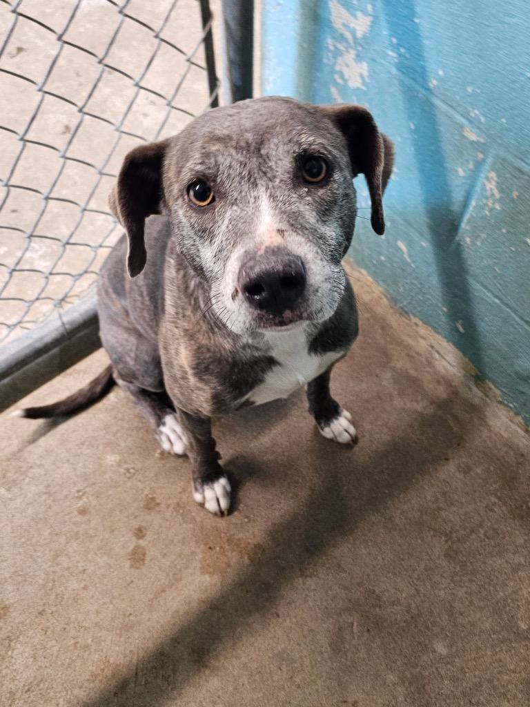 Enlarge Nala, a Adoptable mixed breed in Lafayette, TN image 1/1