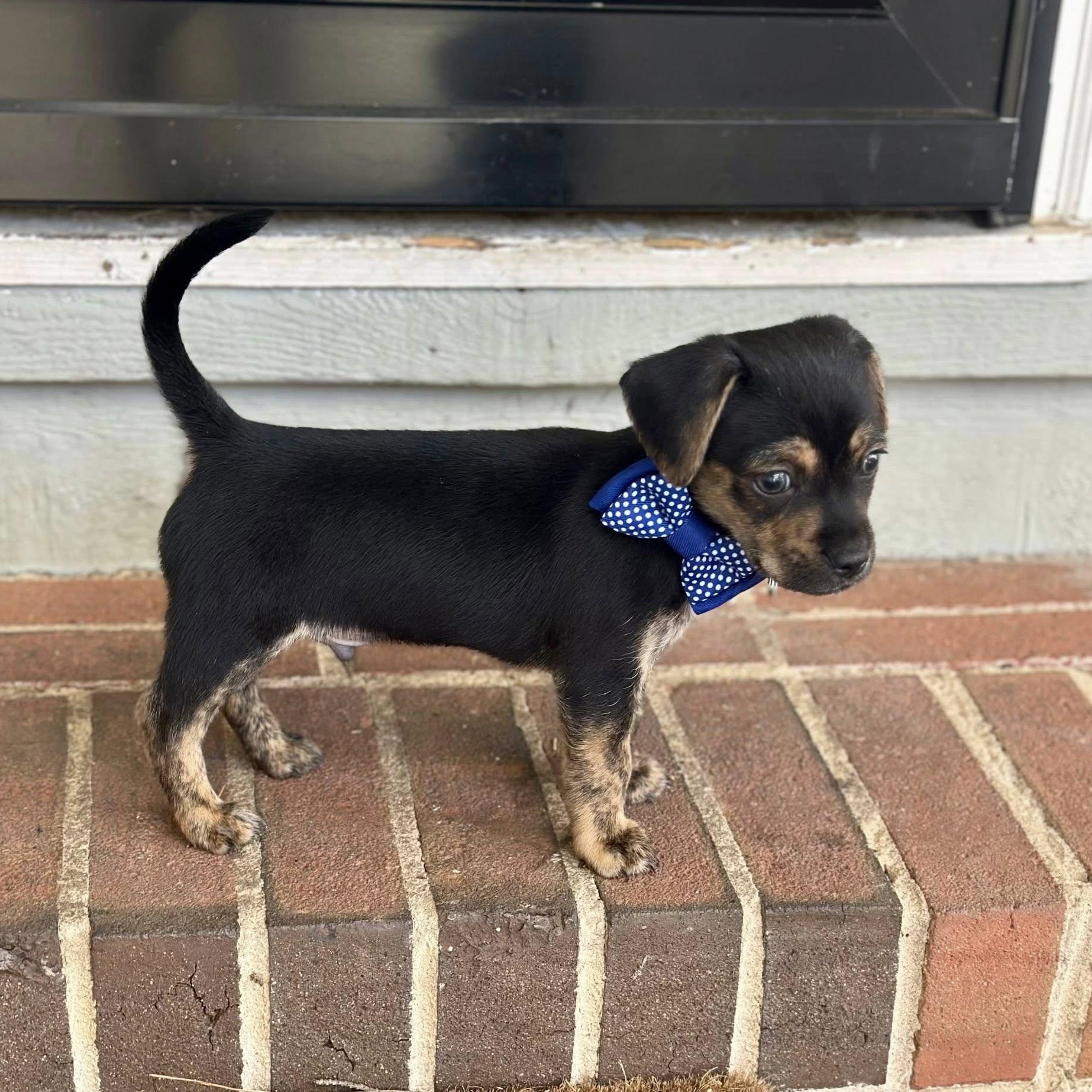 Poll Rotty Rotty - Adopted | Petfinder