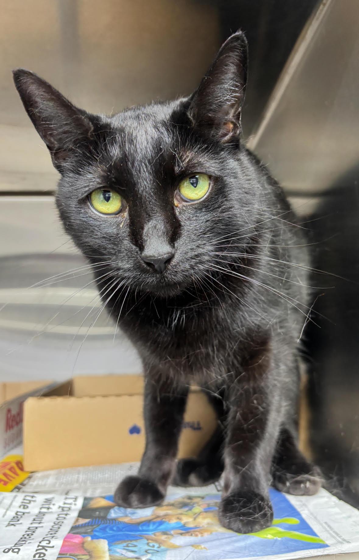 January Rose, a ADOPTABLE Domestic Short Hair in New Haven, CT image 2/2