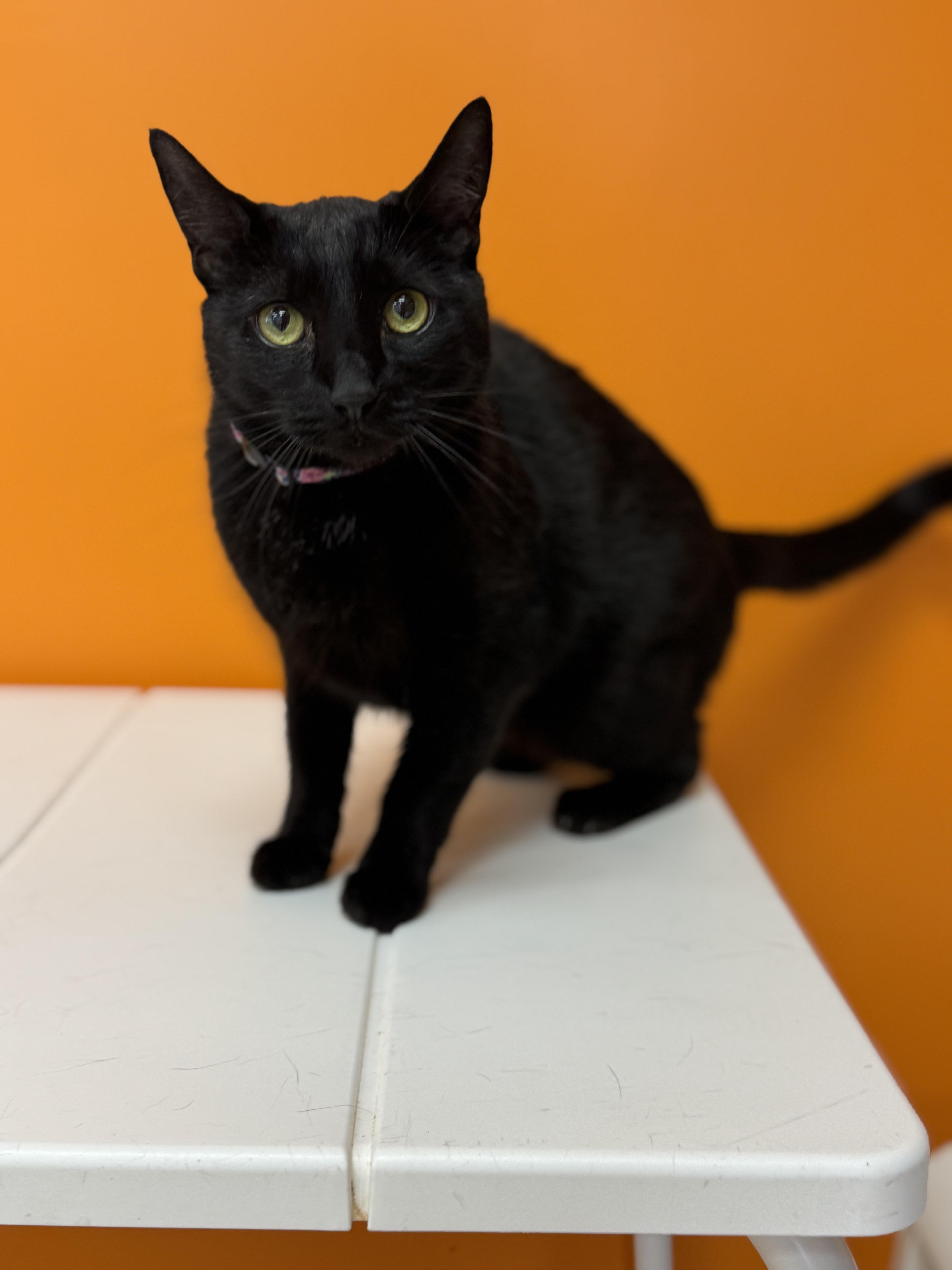 January Rose, ADOPTABLE, Adult Female Domestic Short Hair.