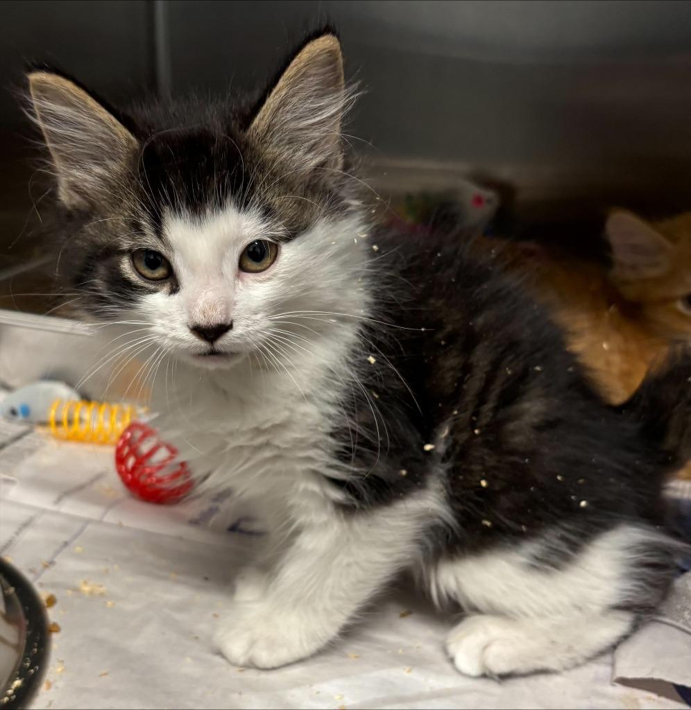 MALACHI, Adoptable, Kitten Male Domestic Medium Hair.
