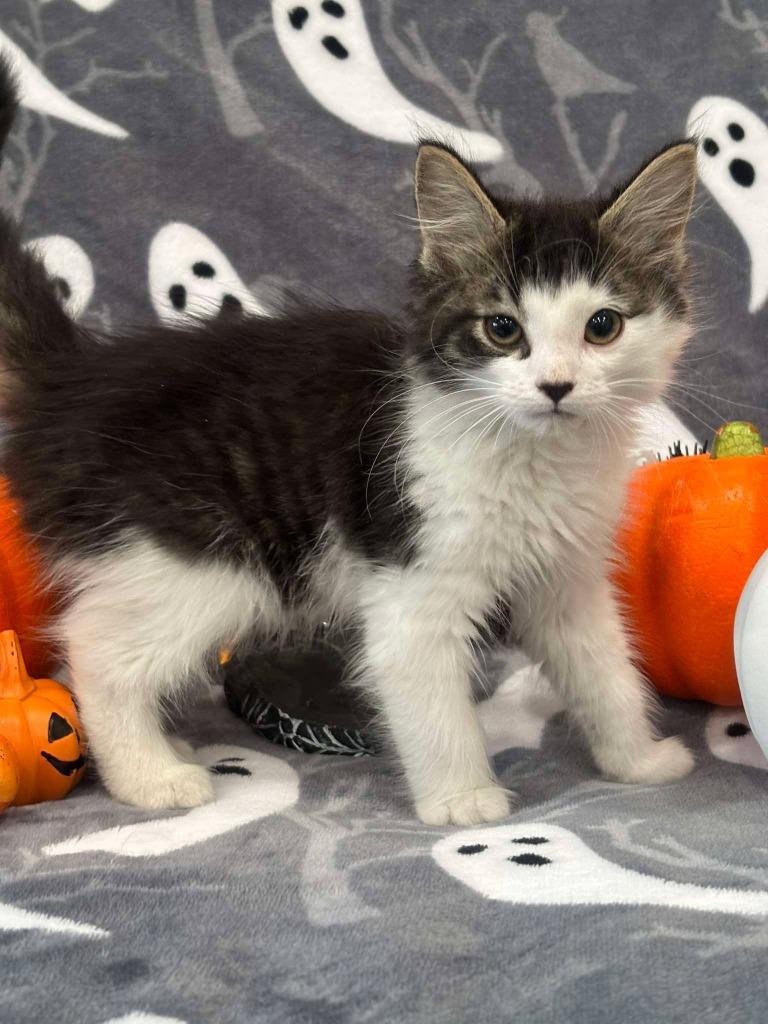 Enlarge MALACHI, a Adoptable mixed breed in Warrenton, NC image 2/2