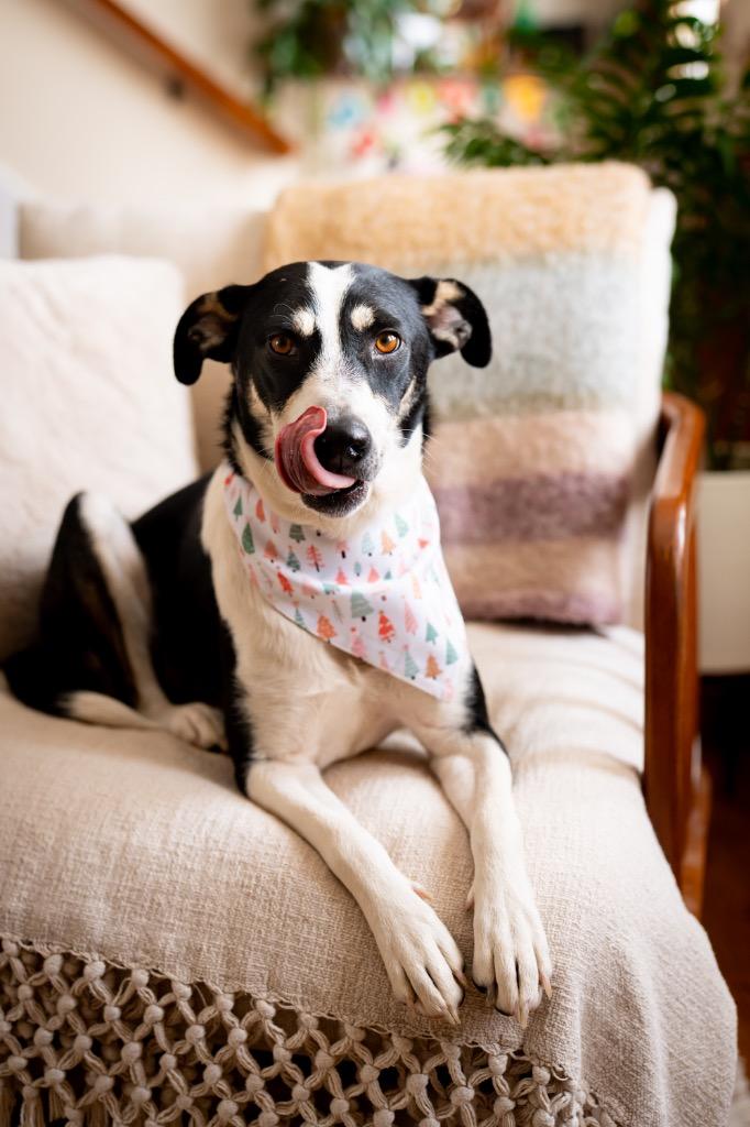 Enlarge Pinzarossa, a Adoptable mixed breed in Fort Lupton, CO image 1/4