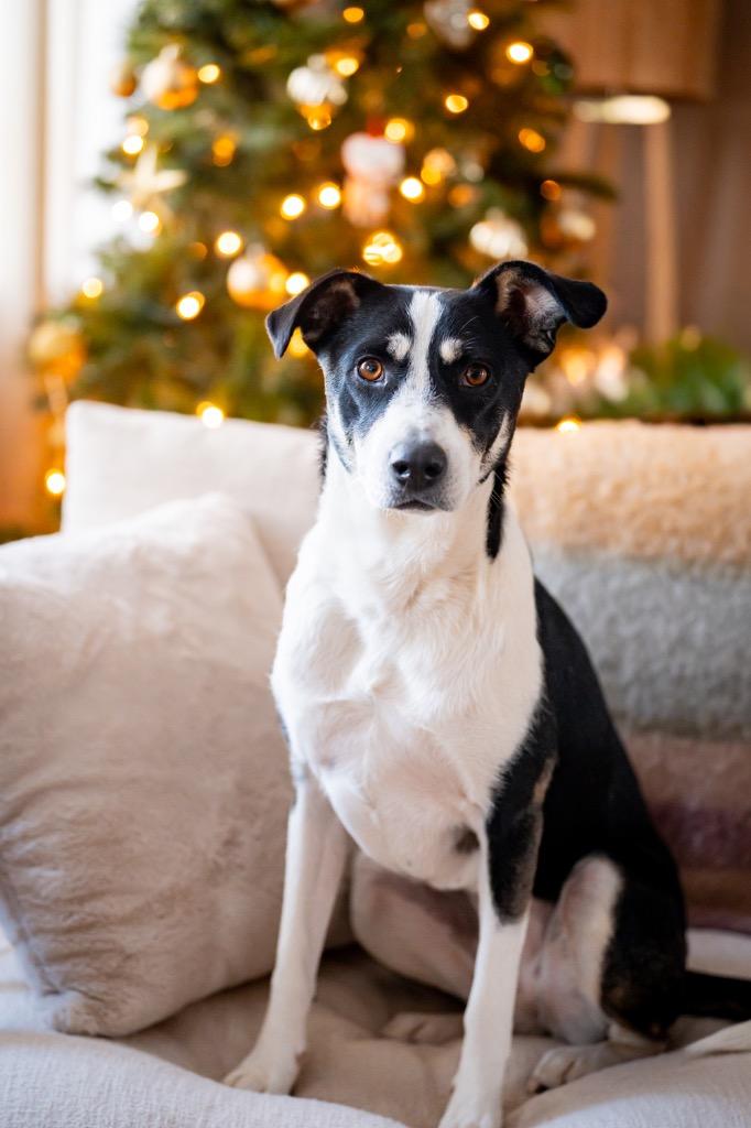 Enlarge Pinzarossa, a Adoptable mixed breed in Fort Lupton, CO image 2/4