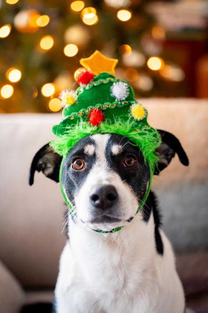 Enlarge Pinzarossa, a Adoptable mixed breed in Fort Lupton, CO image 3/4