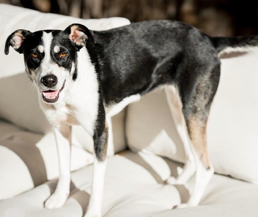 Enlarge Pinzarossa, a Adoptable mixed breed in Fort Lupton, CO image 4/4