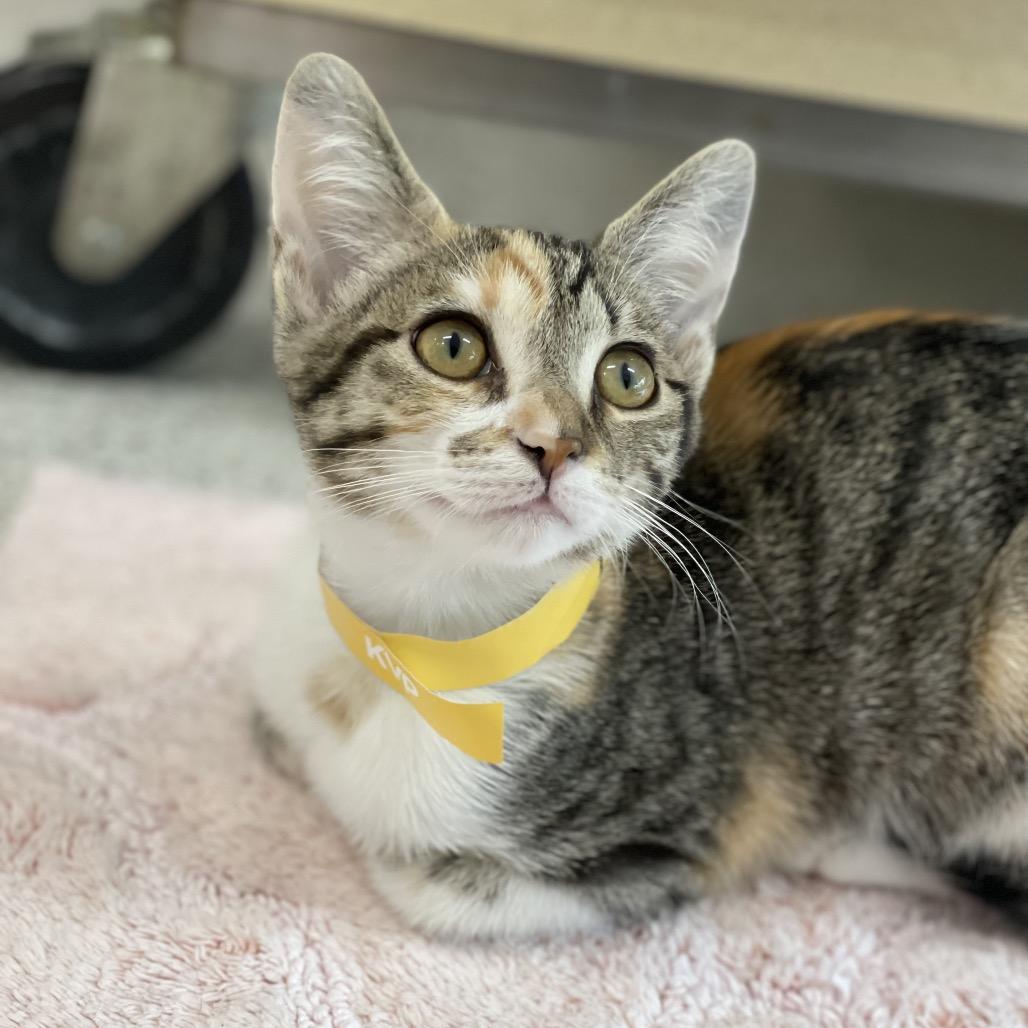 Enlarge Deacon, a Adoptable Domestic Short Hair in Winston Salem, NC image 1/4