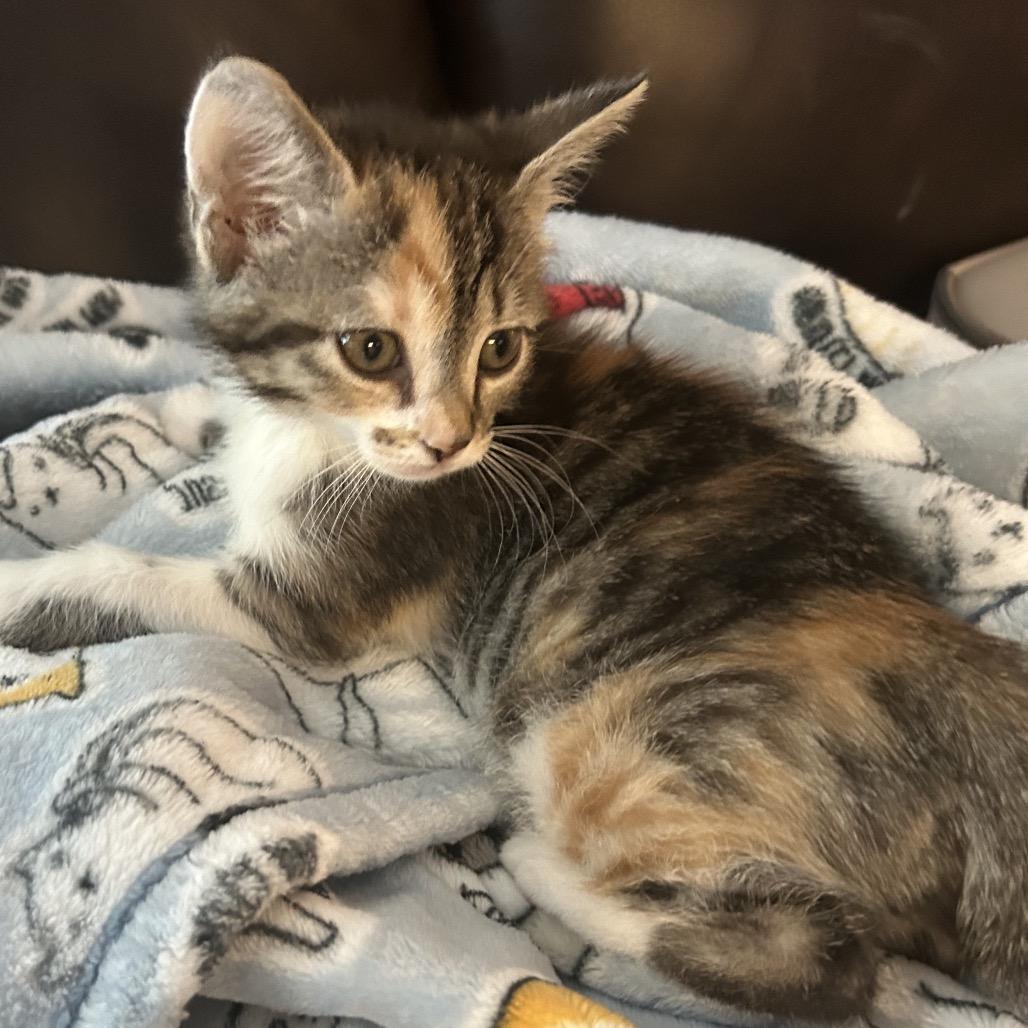 Enlarge Deacon, a Adoptable Domestic Short Hair in Winston Salem, NC image 2/4
