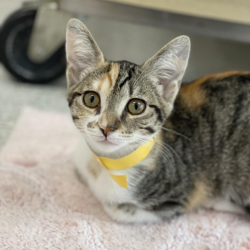 Enlarge Deacon, a Adoptable Domestic Short Hair in Winston Salem, NC image 4/4