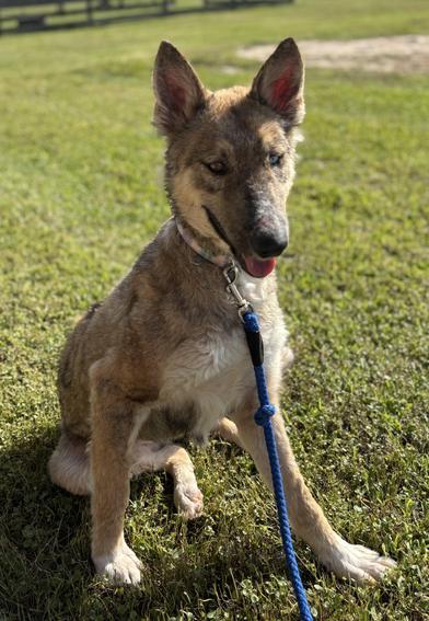 Nova — thumbnail 4