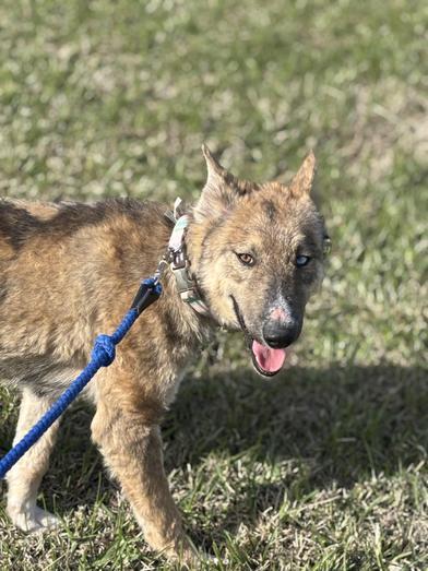 Nova — thumbnail 6