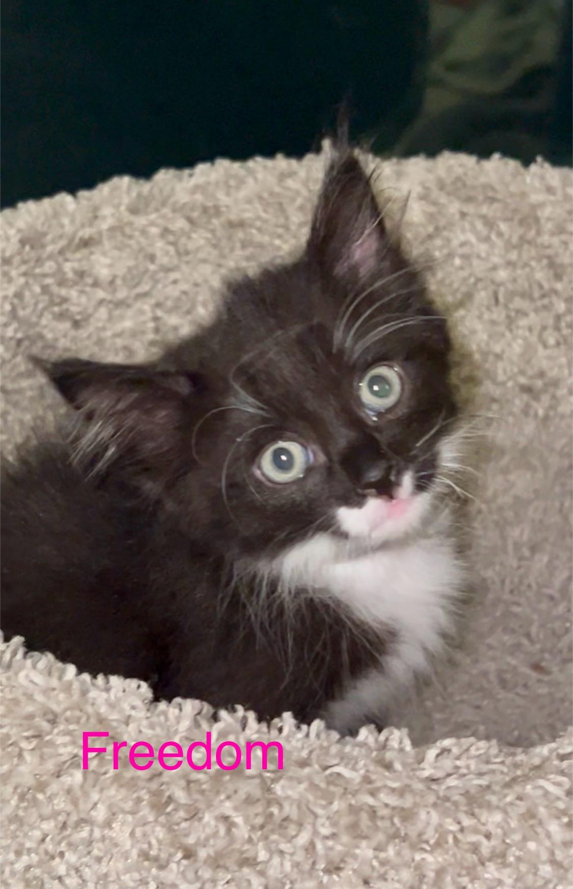 Freedom, Adoptable, Kitten Female Tuxedo.