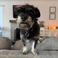 Enlarge NIKO, a ADOPTABLE mixed breed in Coquitlam, BC image 3/6