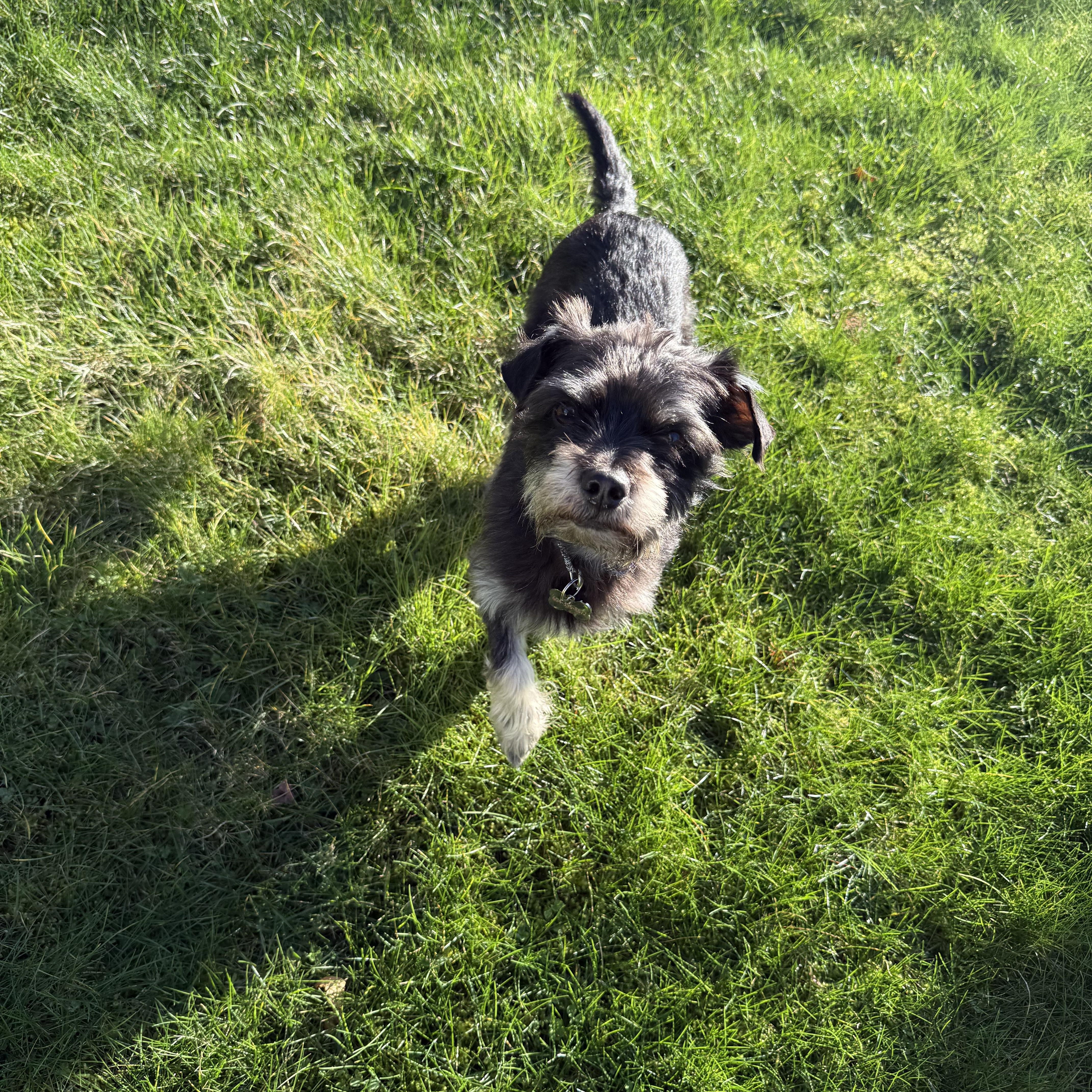 Enlarge NIKO, a ADOPTABLE mixed breed in Coquitlam, BC image 5/6
