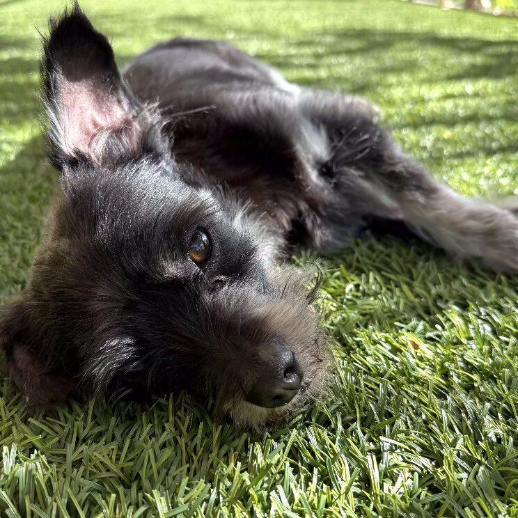 Enlarge NIKO, a ADOPTABLE mixed breed in Coquitlam, BC image 4/6