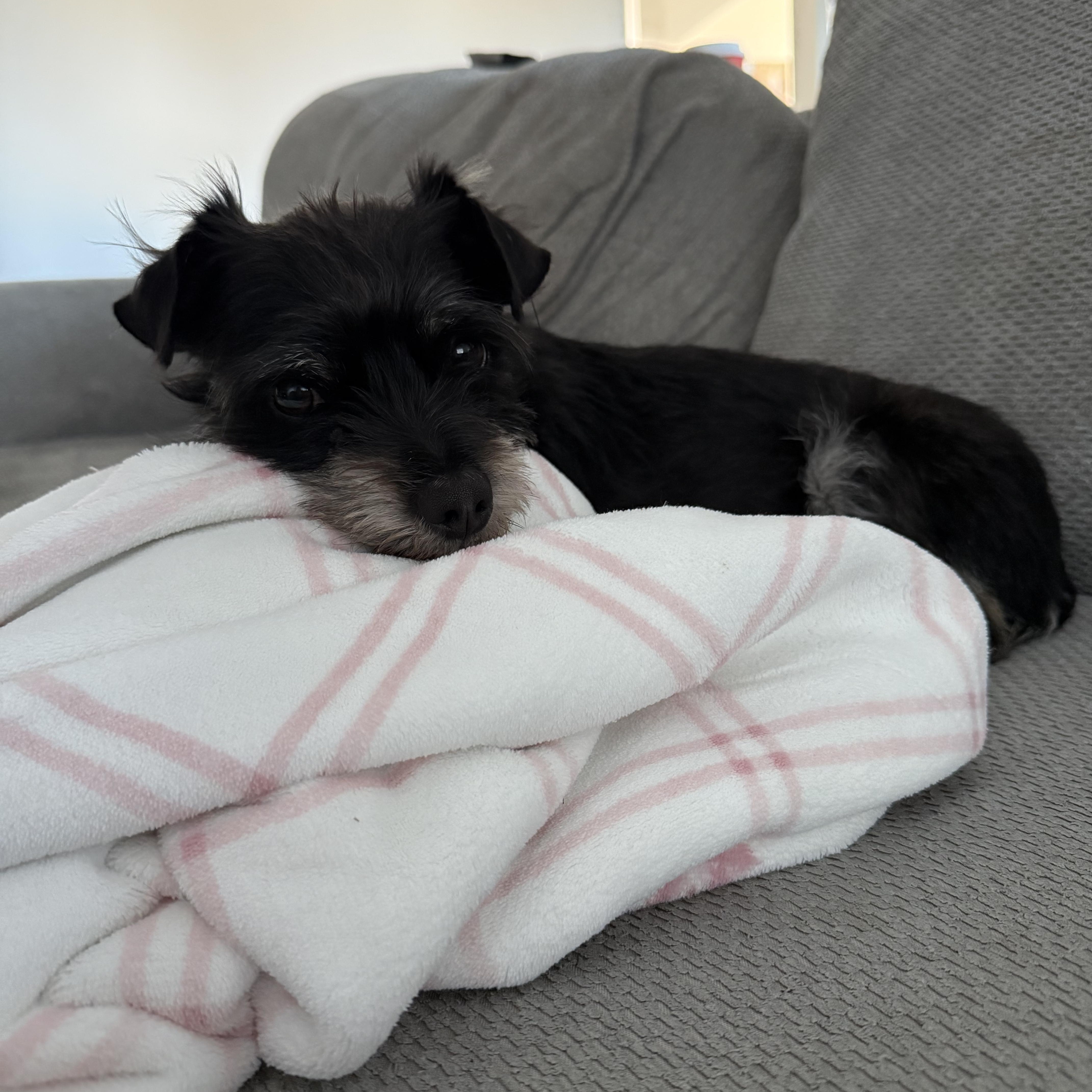 Enlarge NIKO, a ADOPTABLE mixed breed in Coquitlam, BC image 6/6