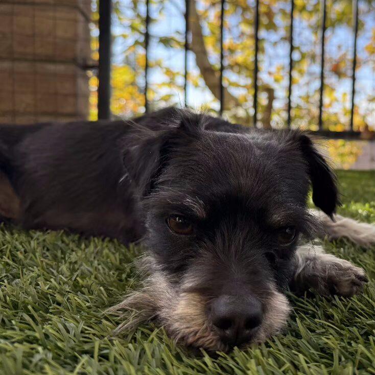 Enlarge NIKO, a ADOPTABLE mixed breed in Coquitlam, BC image 2/6