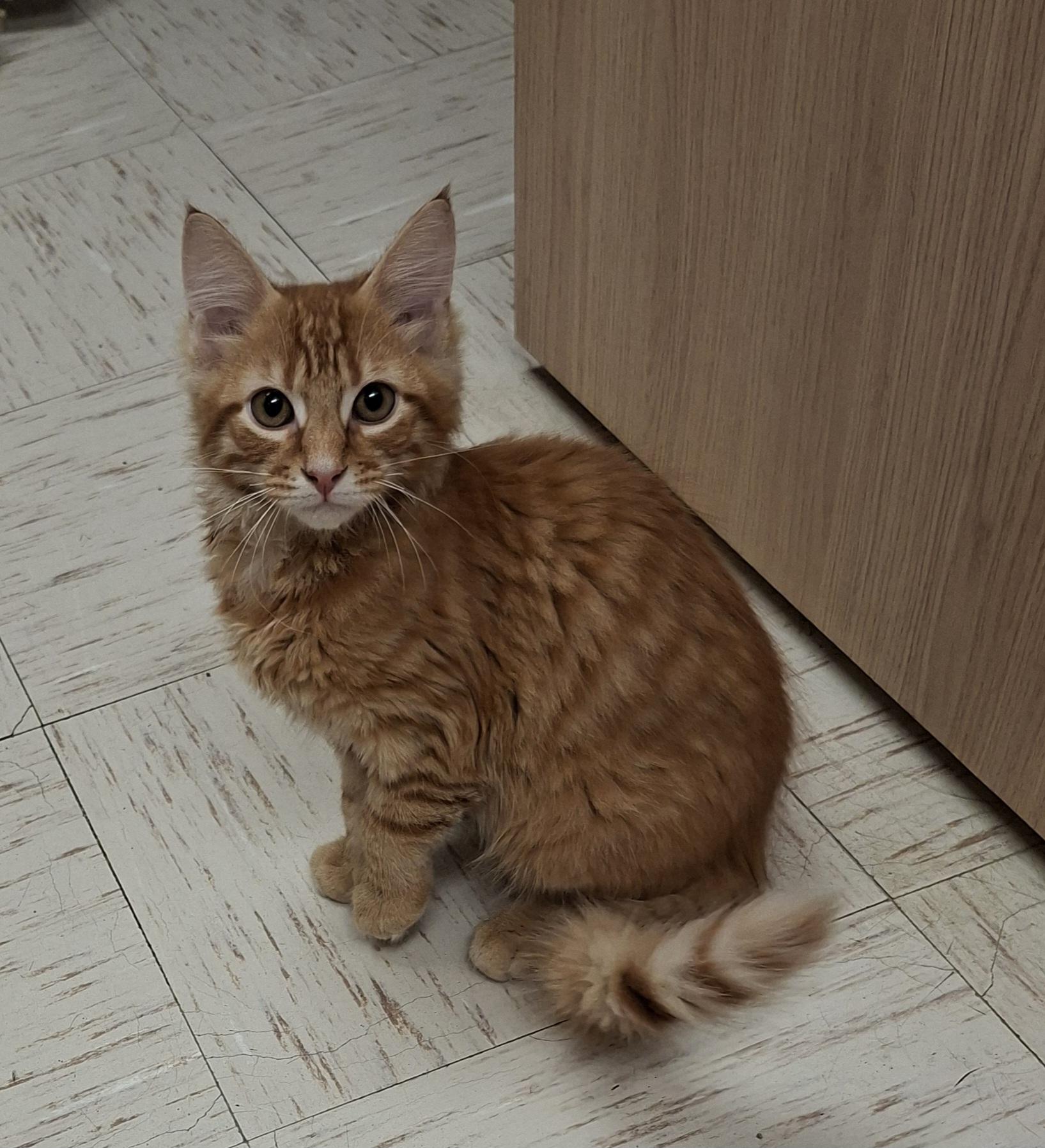 Enlarge Maple, a ADOPTABLE Domestic Short Hair in Wallingford, CT image 1/1