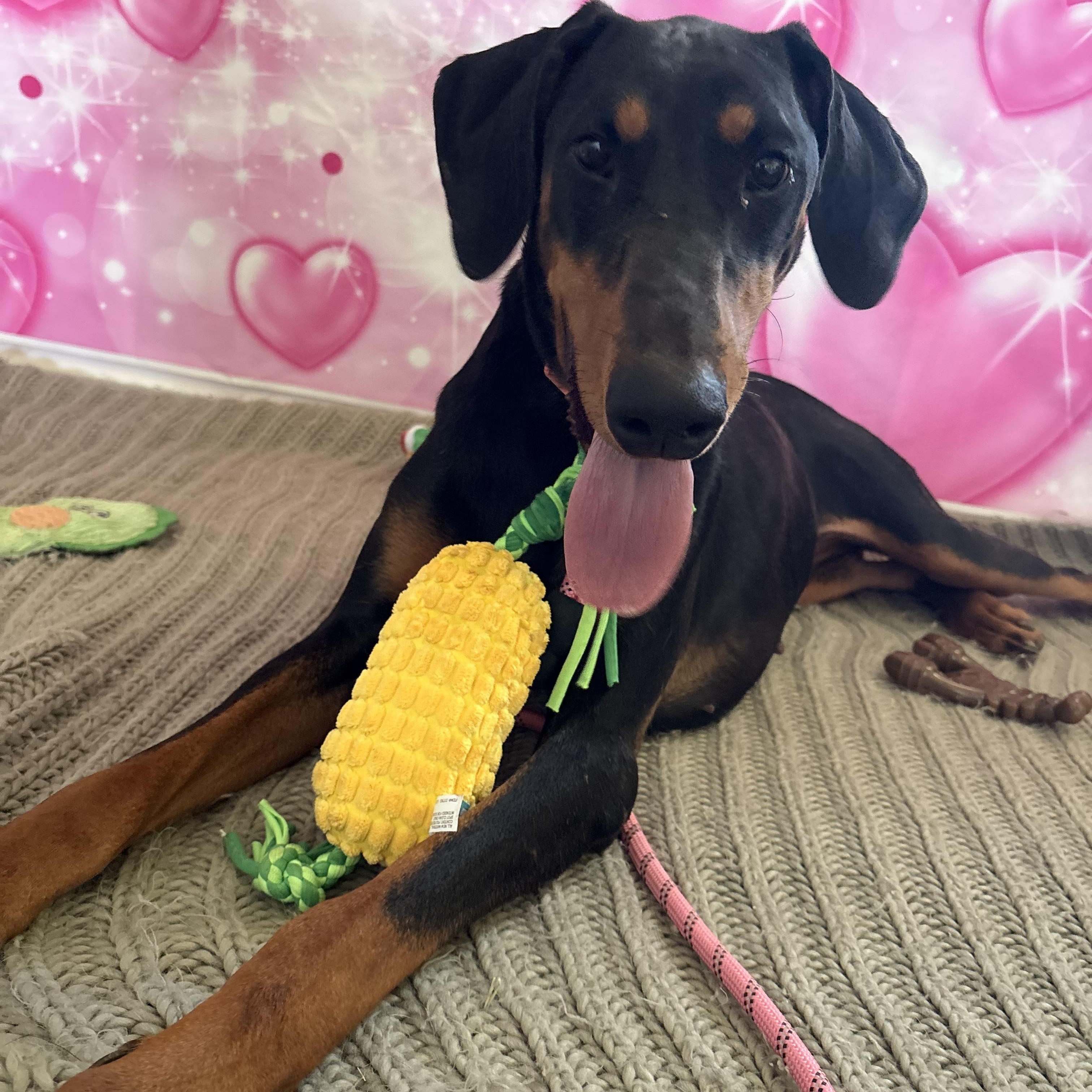 Luna, a ADOPTABLE Doberman Pinscher in Coahoma, TX image 1/3