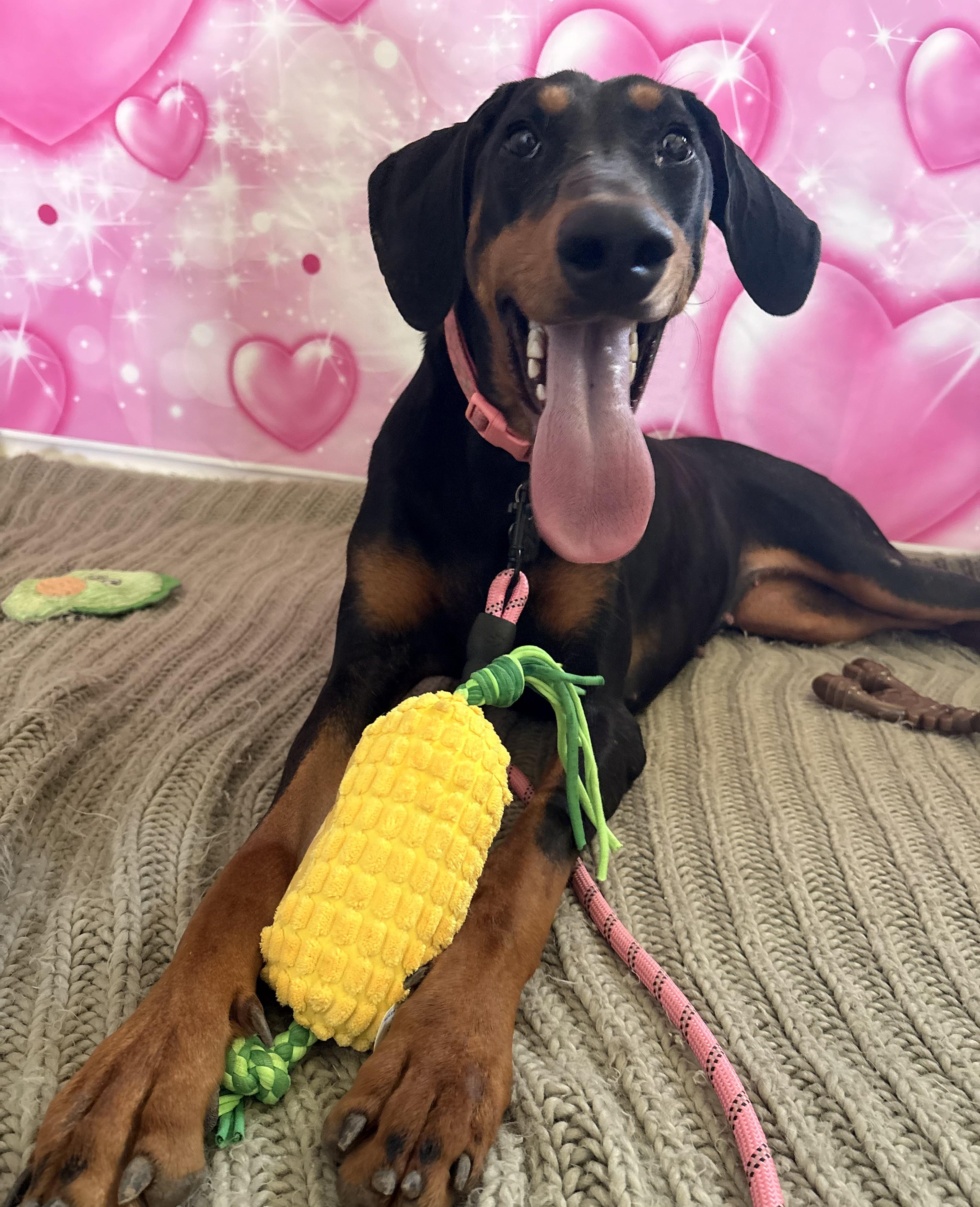 Luna, a ADOPTABLE Doberman Pinscher in Coahoma, TX image 2/3