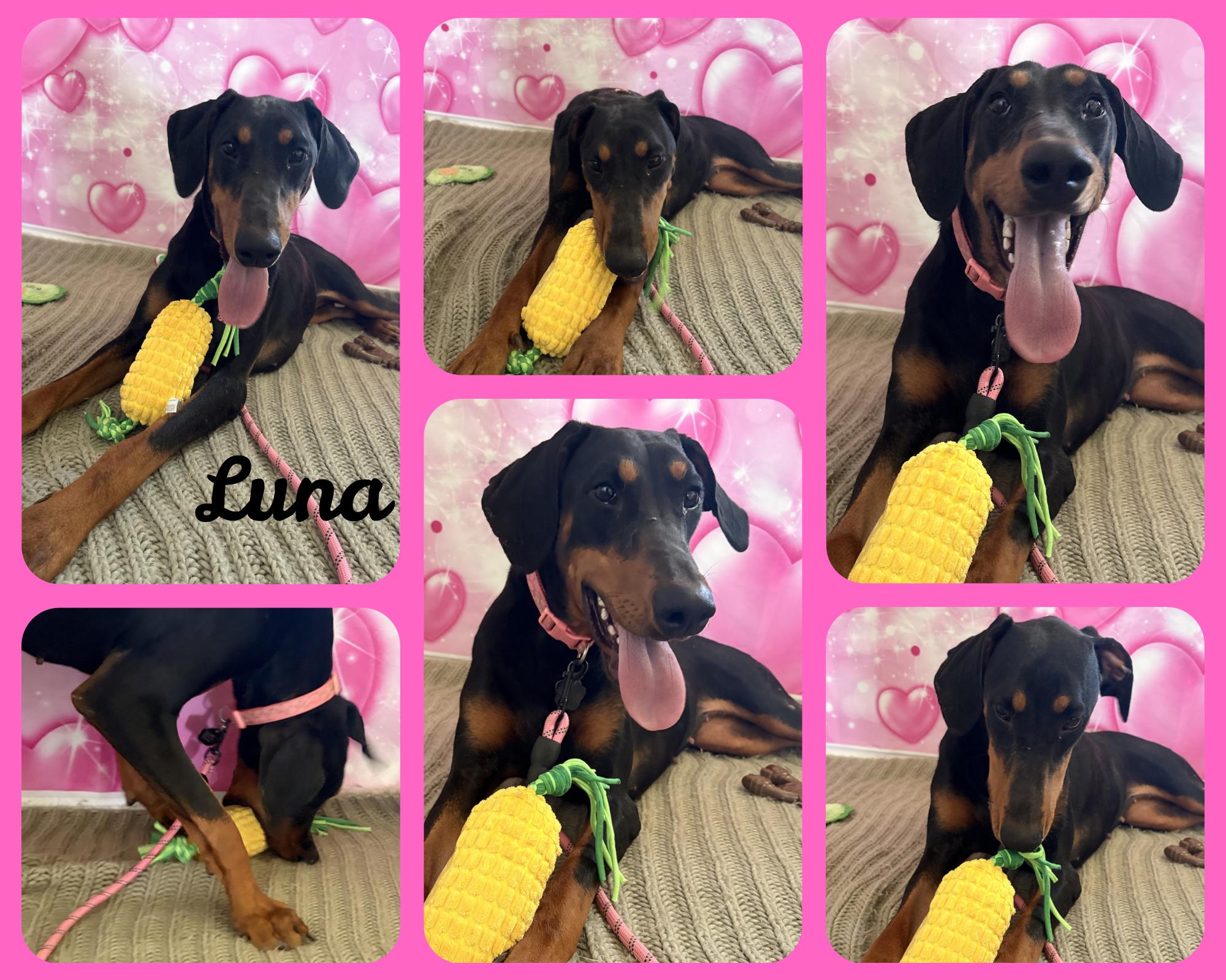 Luna, a ADOPTABLE Doberman Pinscher in Coahoma, TX image 3/3