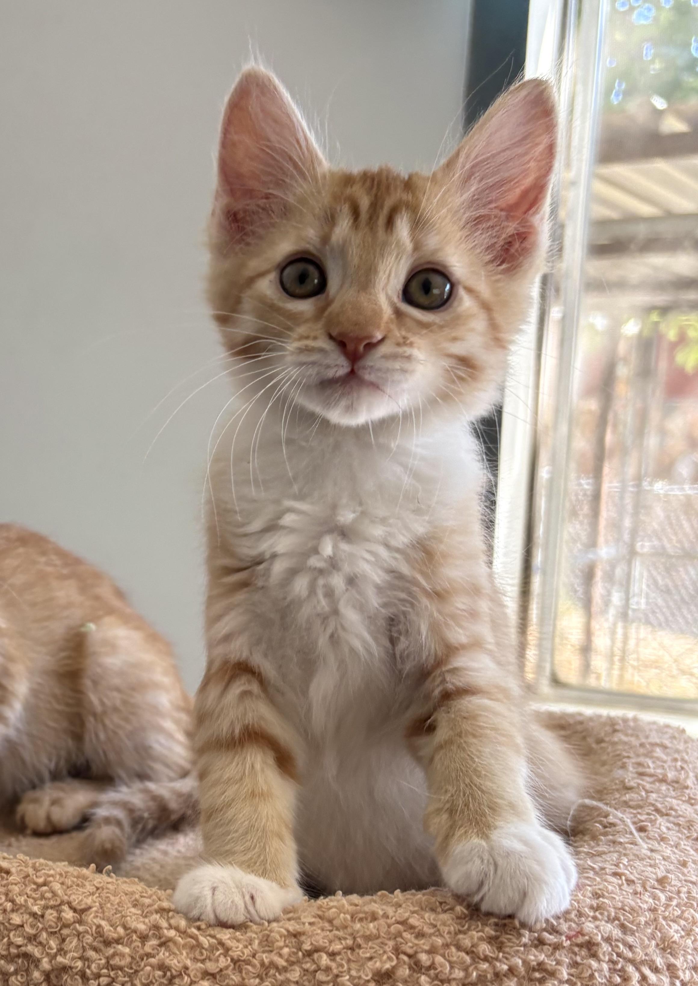 Enlarge Bonita, a ADOPTABLE Domestic Short Hair in Oracle, AZ image 1/1