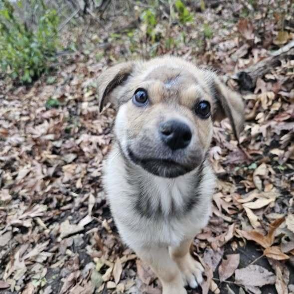 Snack, a Adoptable mixed breed in Hastings, MN image 1/6