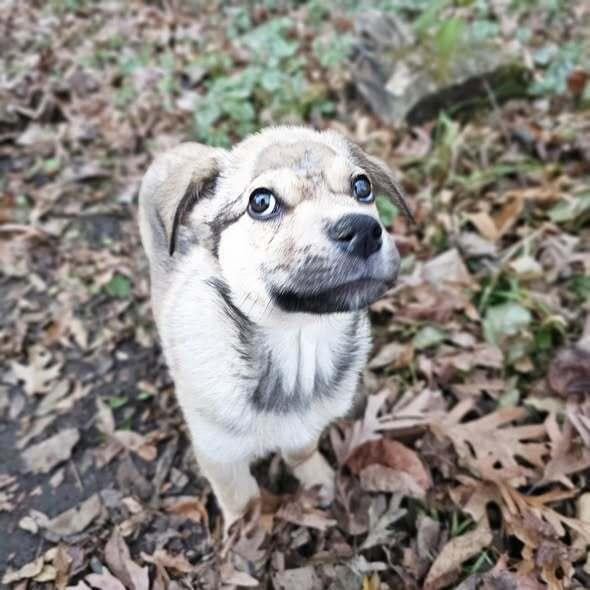 Snack, a Adoptable mixed breed in Hastings, MN image 2/6