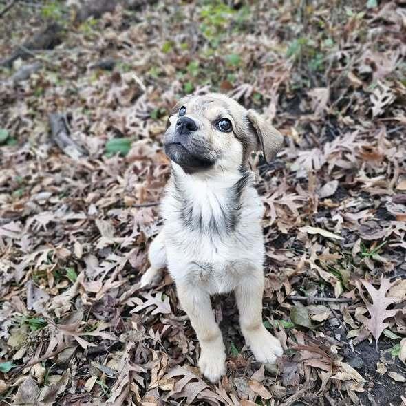 Snack, a Adoptable mixed breed in Hastings, MN image 3/6