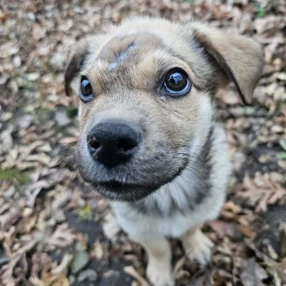 Snack, a Adoptable mixed breed in Hastings, MN image 4/6