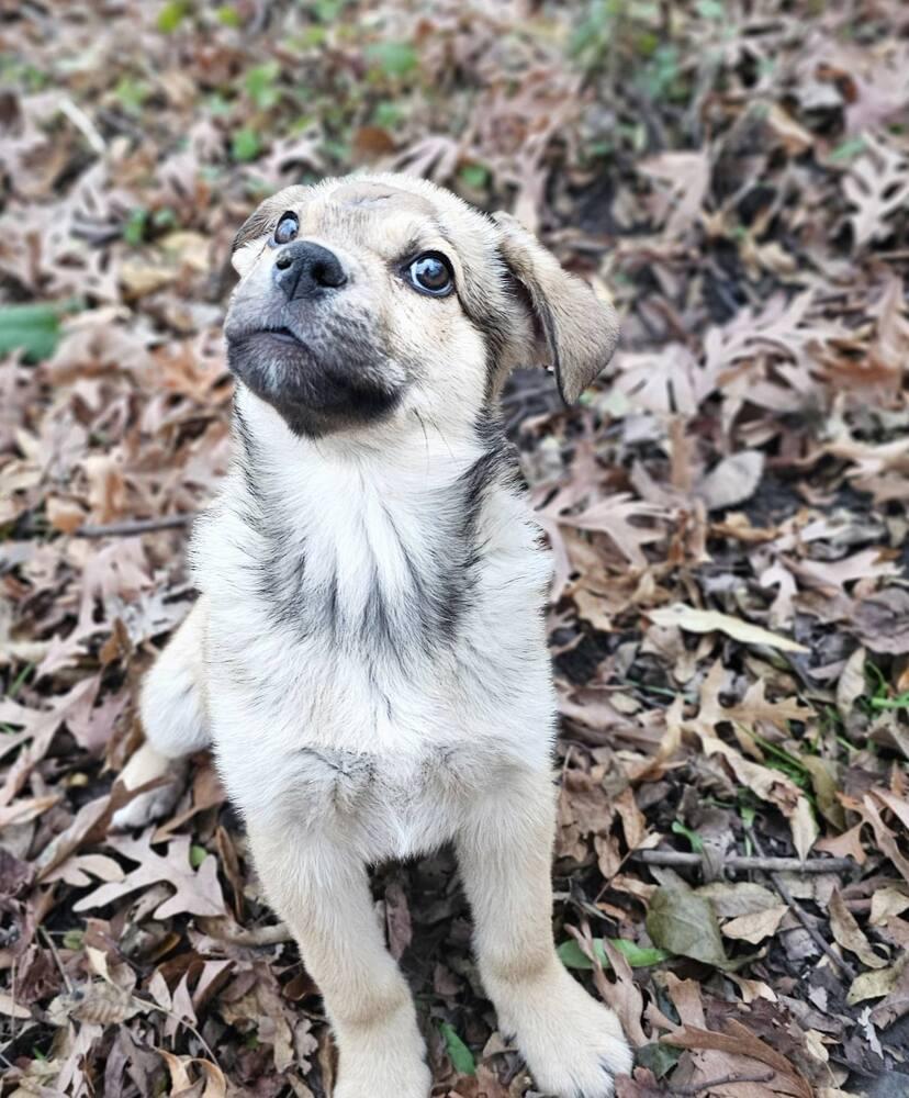 Snack, a Adoptable mixed breed in Hastings, MN image 5/6