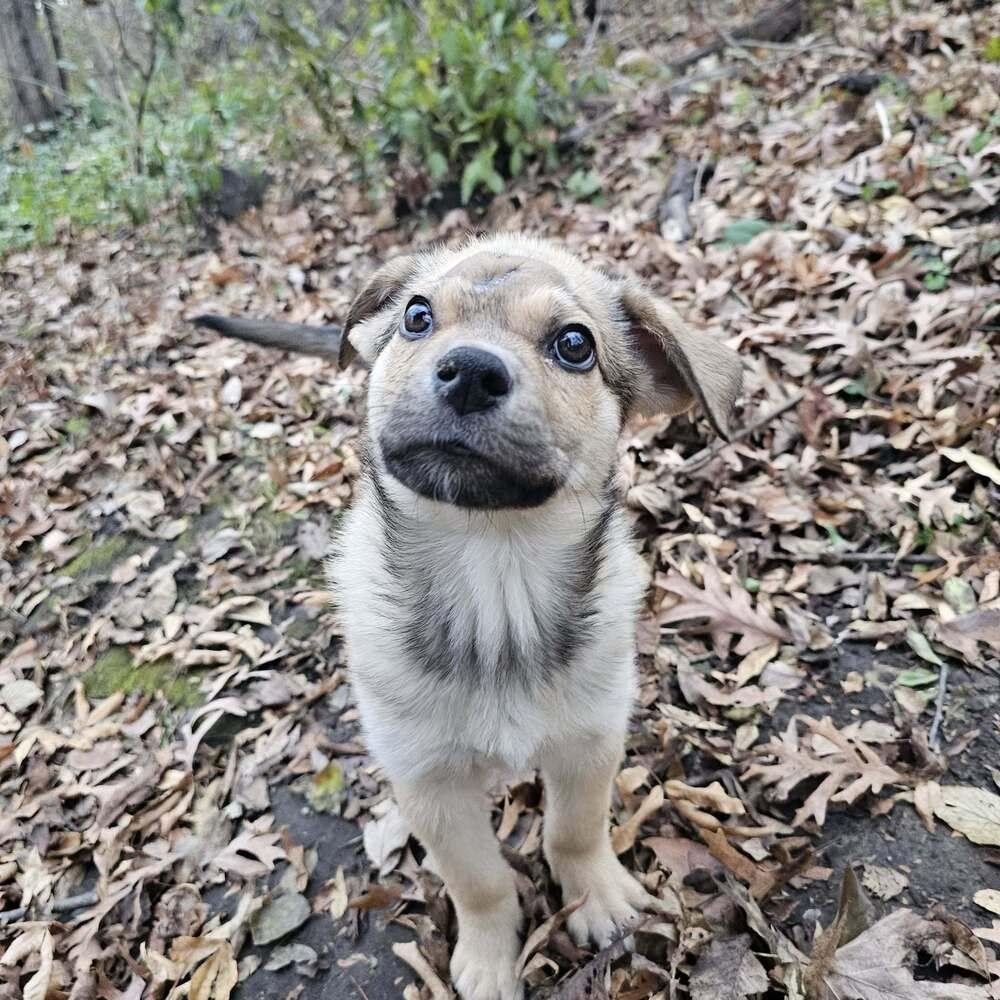 Snack, a Adoptable mixed breed in Hastings, MN image 6/6